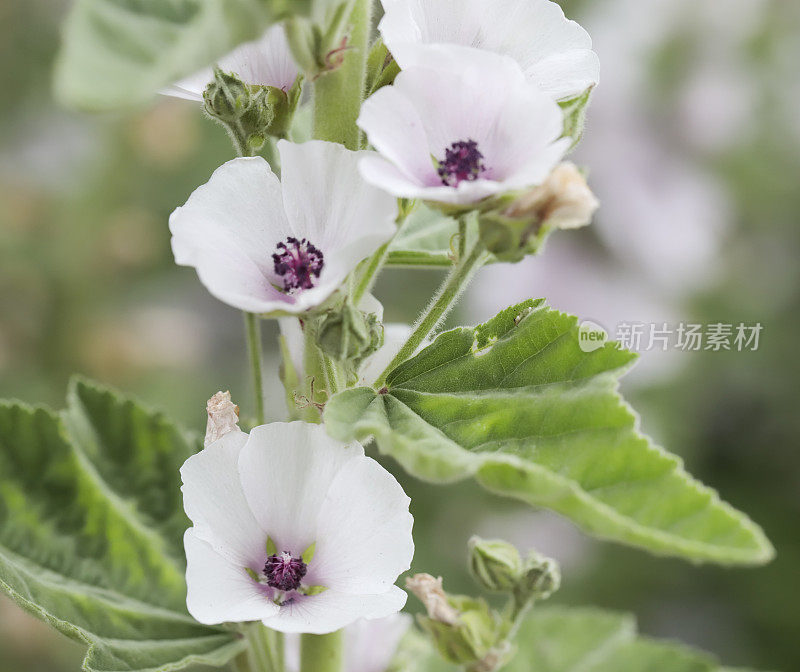 锦葵(Althea officinalis)